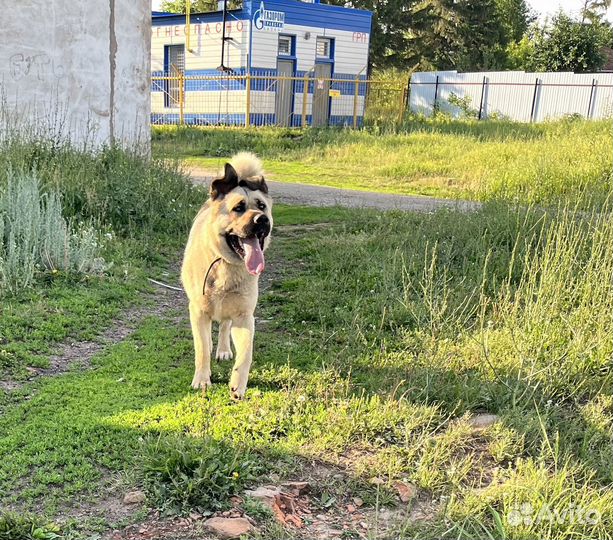 Щенок девочка в добрые руки