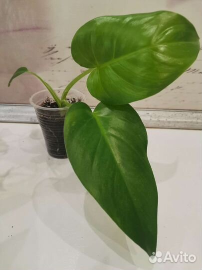 Антуриум кларинервиум