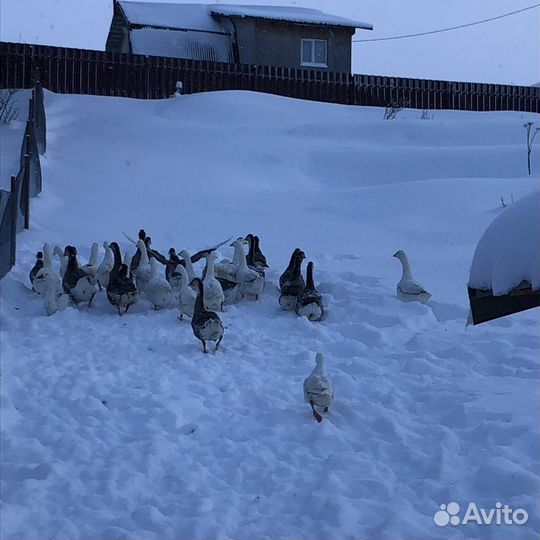 Гусята, цесарята