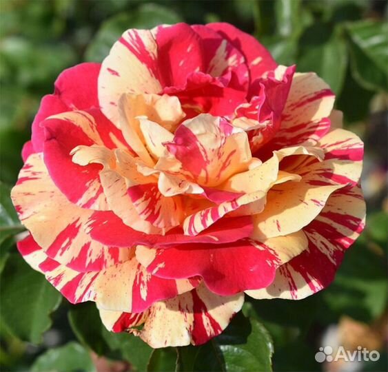 Саженцы плетистых роз