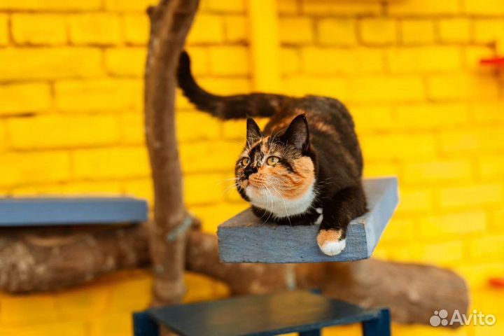 Кошка тех цветка