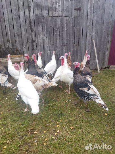 Индюки домашние