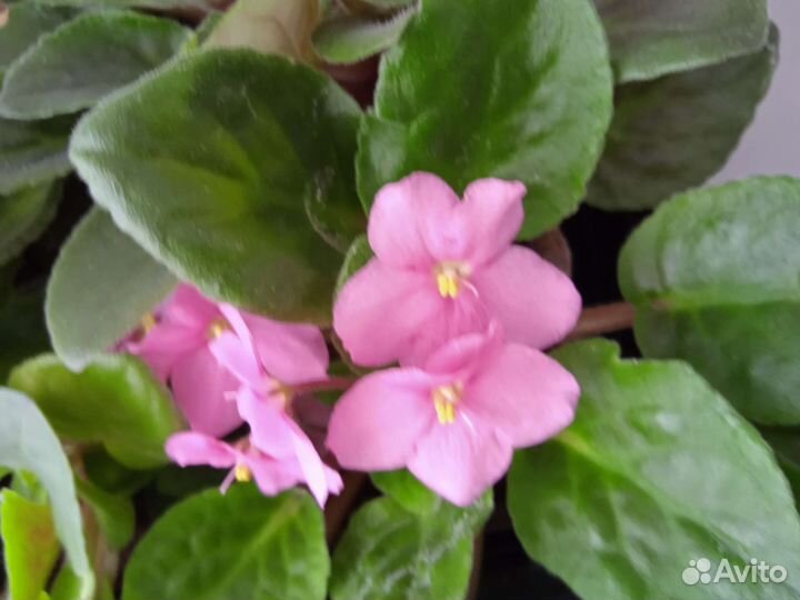 Продам цветы