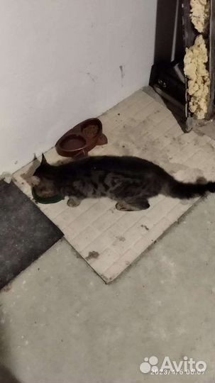 Котик потерялся