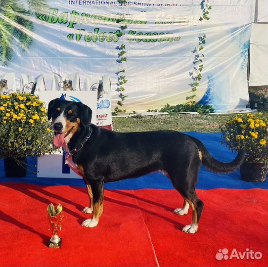 Дрессировка собак-Кинолог