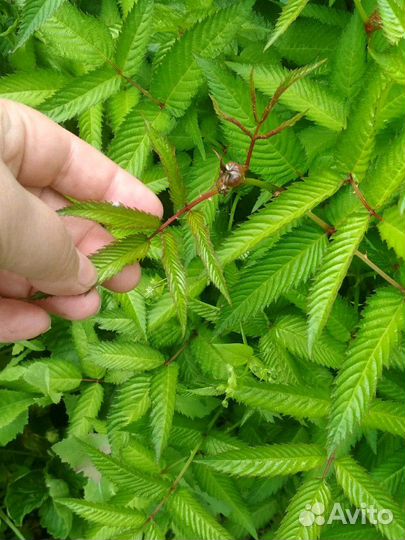 Тибетская малина или Малиника, 4 шт