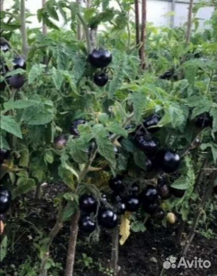 Рассада томата штамбовый