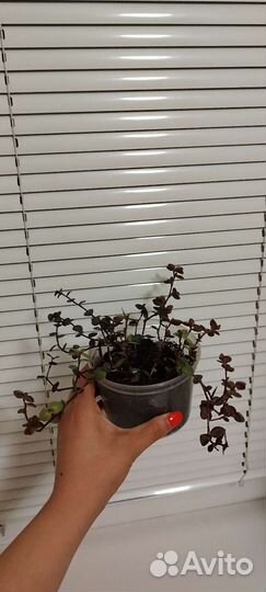 Комнатные растения цветы