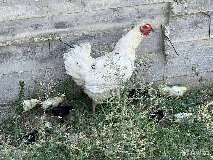 Куры петухи