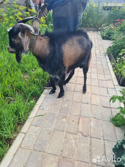 Сельхоз животные