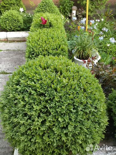 Самшит,садовые растения часть 2, рассада