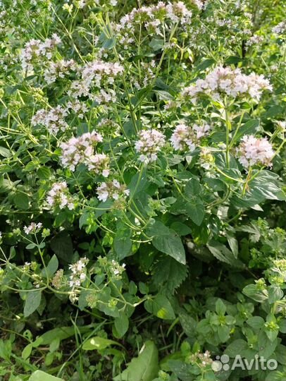 Многолетние пряные и лекарственные растения