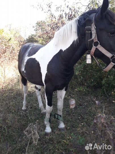 Лошадь жеребец