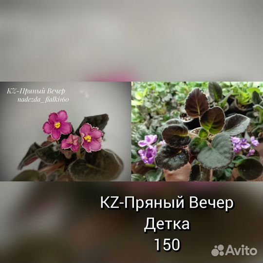 Фиалки сортовые