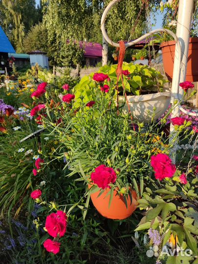 Гвоздика ампельная