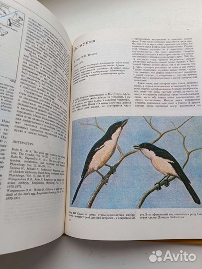 Птицы книга