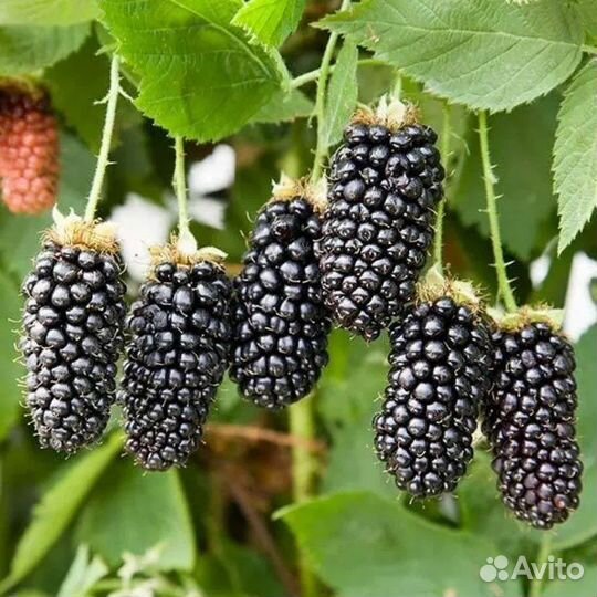 Ежевика Карака-блэк