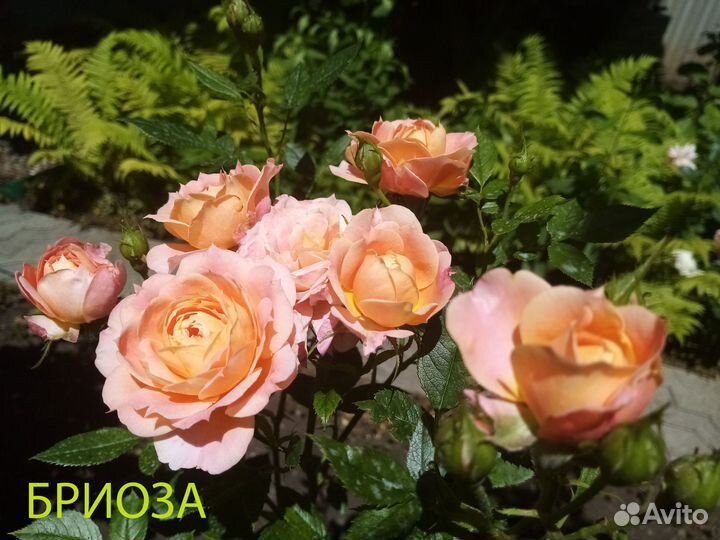 Кустовые розы саженцы
