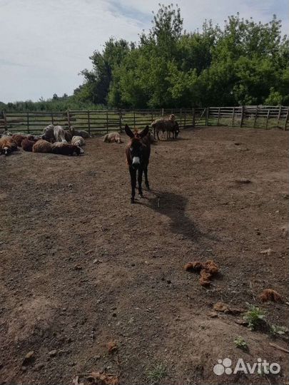 Продам ослицу