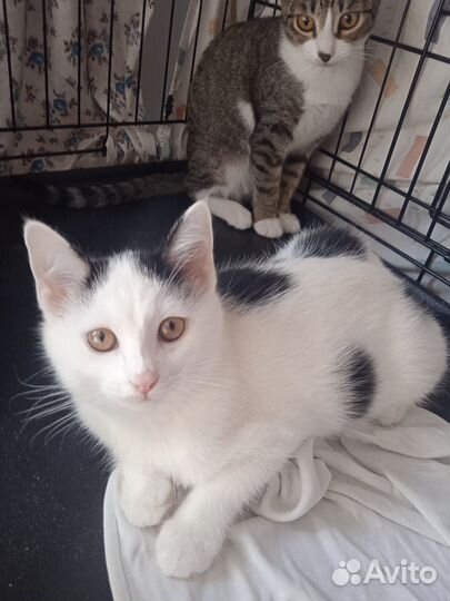 Кошки в добрые руки бесплатно