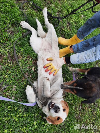 Собака в добрые руки