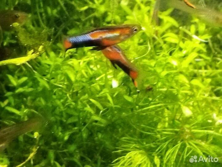 Миролюбивые рыбки