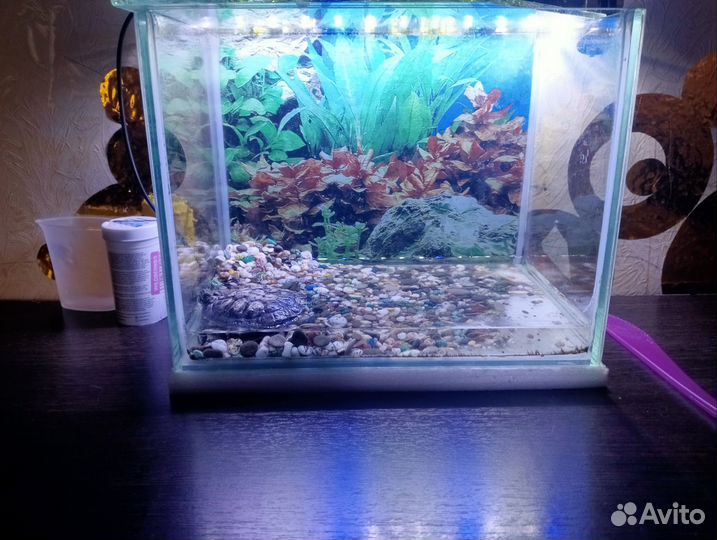 Красноухая черепаха с аквариумом