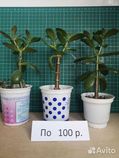 Комнатные растения