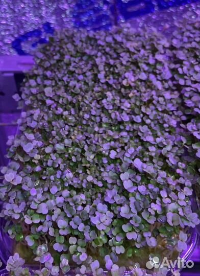 Микрозелень горох