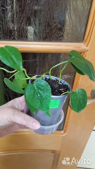 Филодендрон