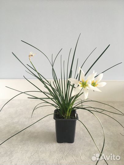 Зефирантес белый