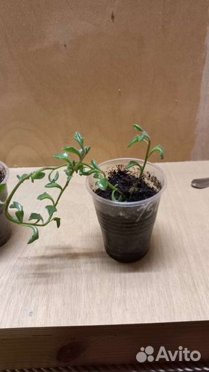 Крестовник Дельфинчики, цимбалярия