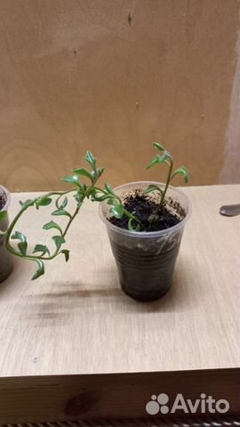 Крестовник Дельфинчики, цимбалярия