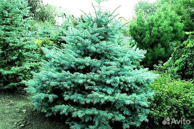 Голубая ель с доставкой