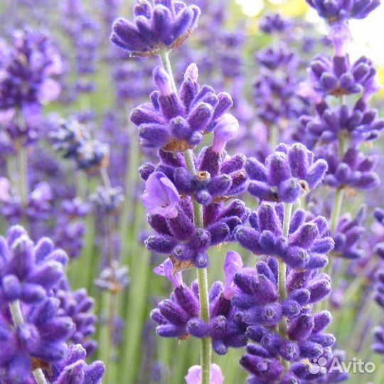 Лаванда