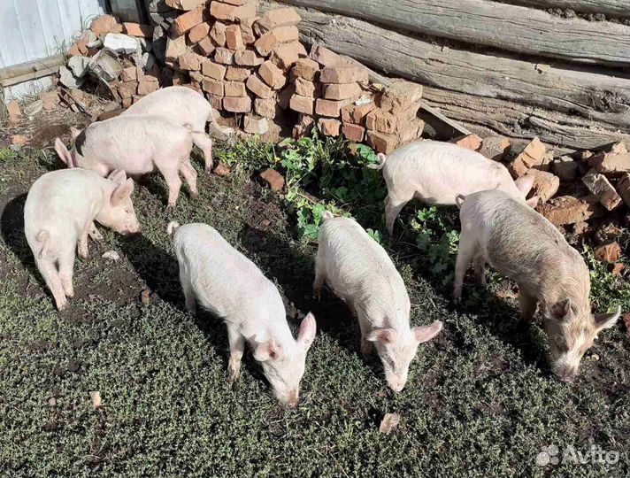 Поросята