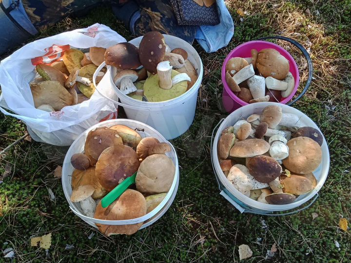 Участок 15 сот. (ИЖС)