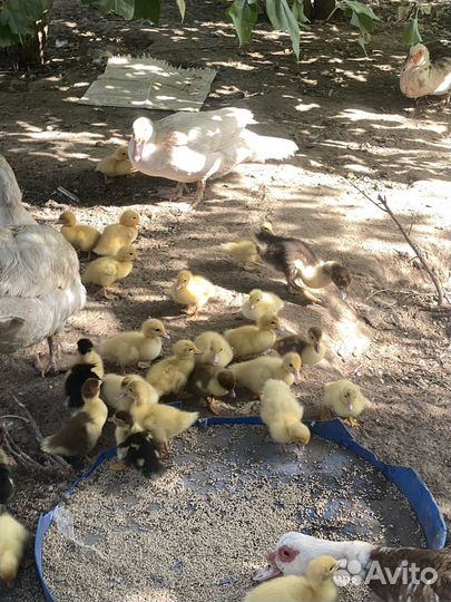 Утята индоутки