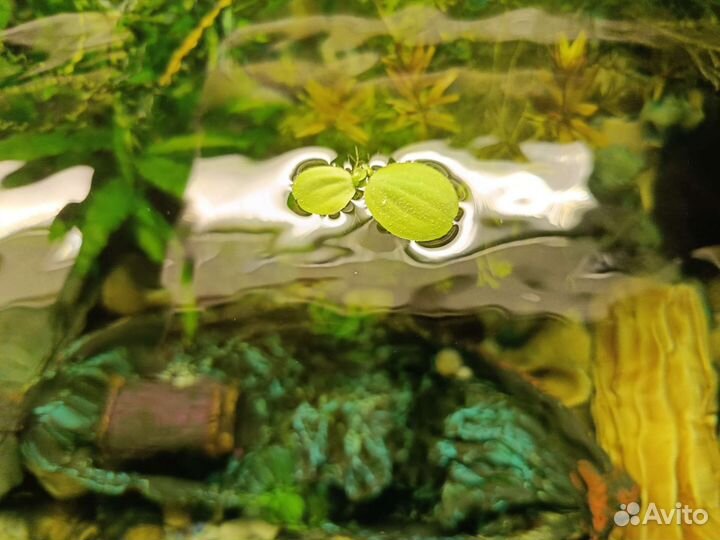 Пистия, аквариумное растение, креветки, улитки