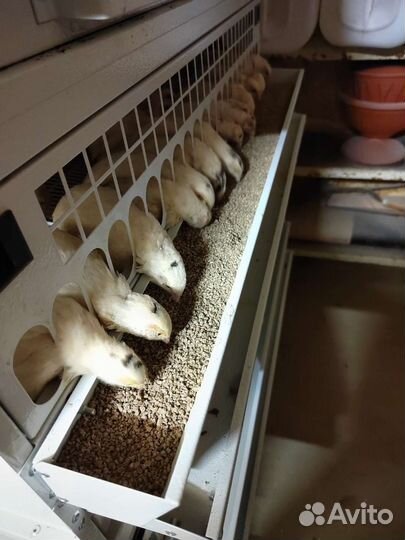 Инкубационное яйцо перепелки