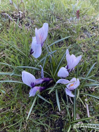 Кроксы белые