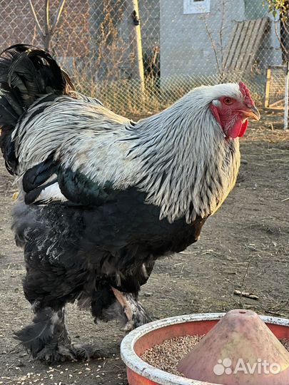 Петух Брама