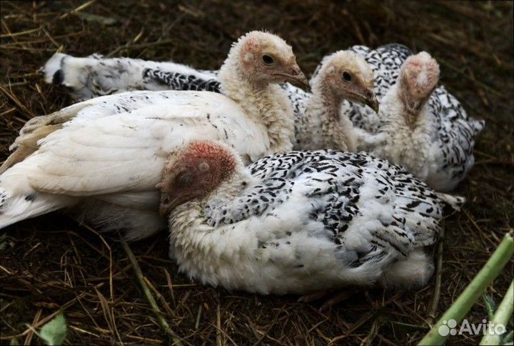 Индюки индюшата