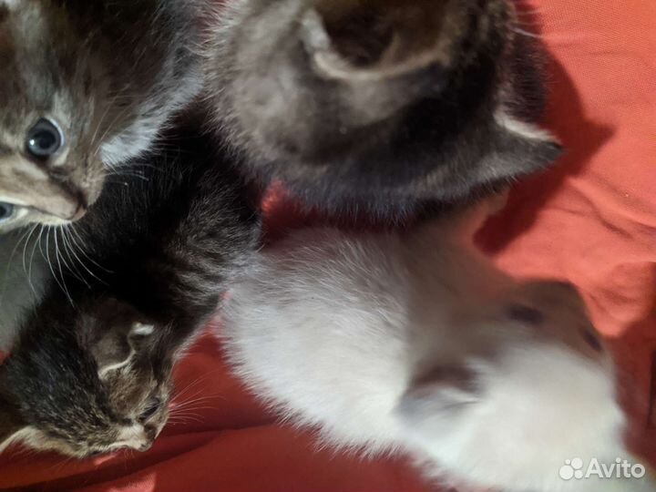 Котята метисы