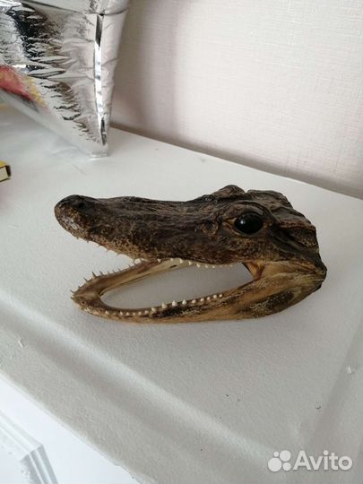 Чучело крокодила
