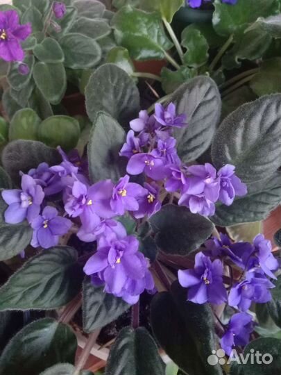 Хлорофитум, фиалка, кактусы, 