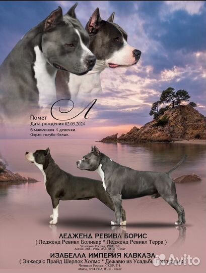 Щенки американского стаффордширского терьера