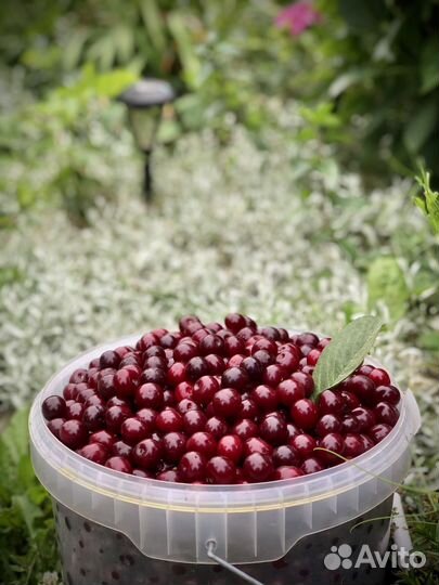 Вишня свежая