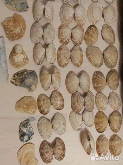 Ракушки для поделок или аквариума