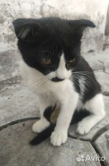 Котята,около 3 месяцев